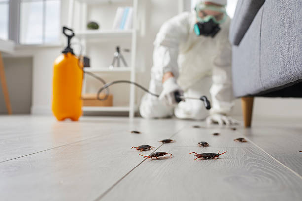 Commercial Kitchen Cockroach Control in Petoskey
